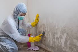 Best Environmental Consulting for Mold Prevention in Saticoy, CA